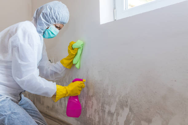 Mold Removal